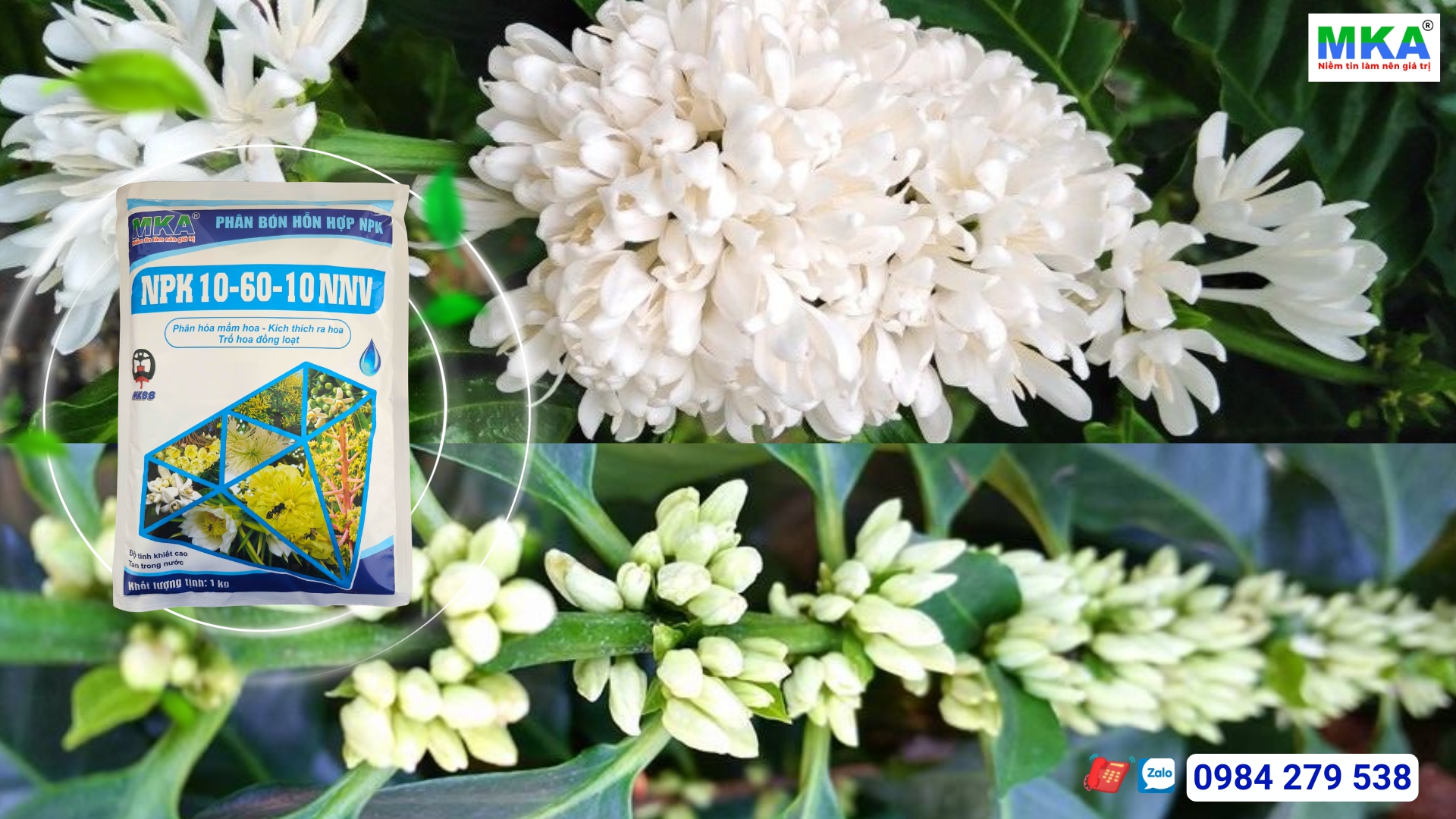 Lân tạo mầm là gì?